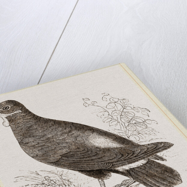 Wattled Ground Pigeon by Anonymous