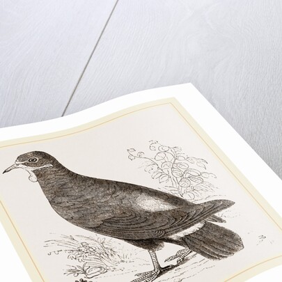 Wattled Ground Pigeon by Anonymous