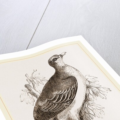 Aromatic Vinago by Anonymous