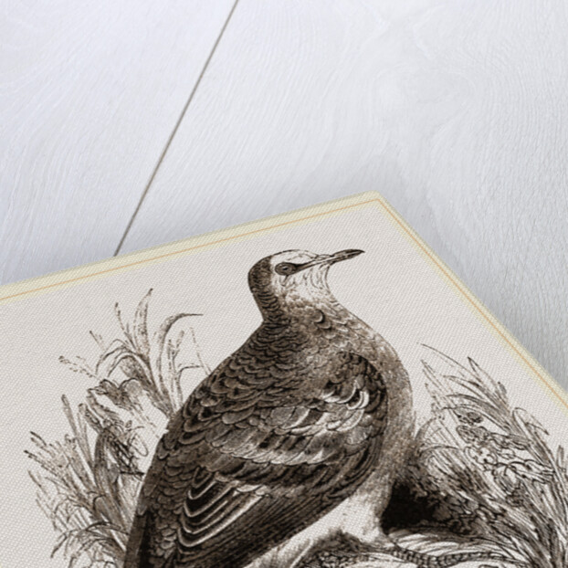 Bronze-winged Pigeon by Anonymous