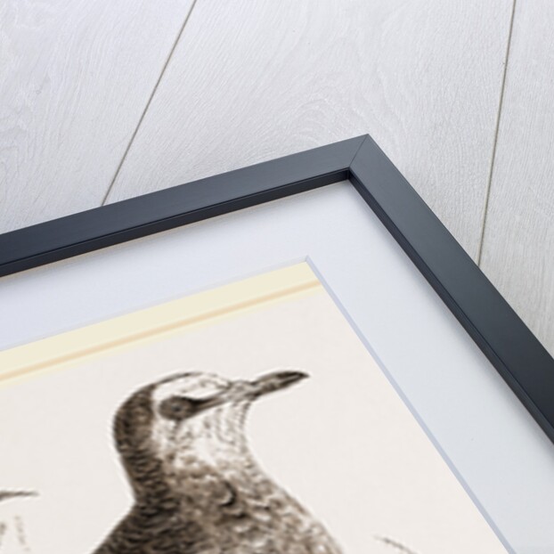 Bronze-winged Pigeon by Anonymous