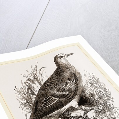 Bronze-winged Pigeon by Anonymous