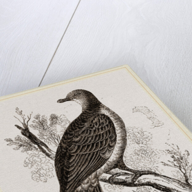 Phasianella by Anonymous