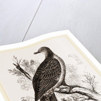 Phasianella by Anonymous