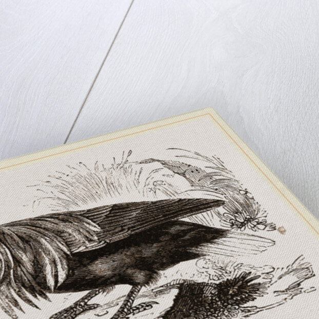 Nicoliar Pigeon by Anonymous