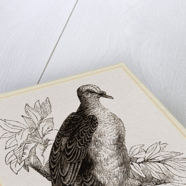 Oceanie Fruit-Pigeon by Anonymous