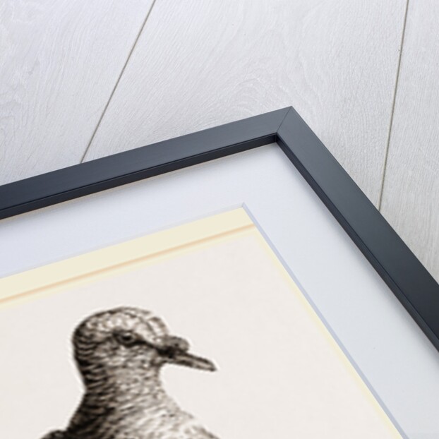 Oceanie Fruit-Pigeon by Anonymous