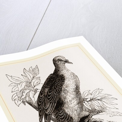 Oceanie Fruit-Pigeon by Anonymous