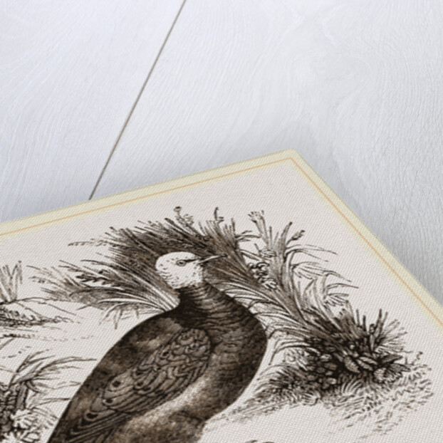 Talpicoti by Anonymous