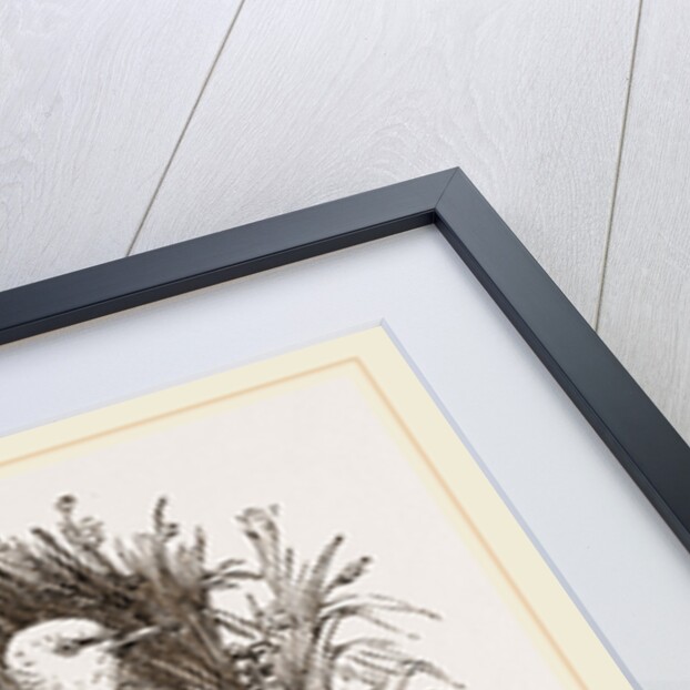 Talpicoti by Anonymous