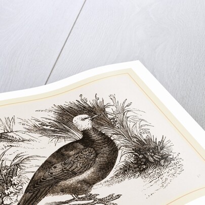 Talpicoti by Anonymous