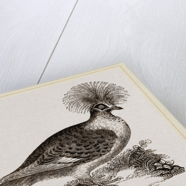 Crowned Pigeon by Anonymous