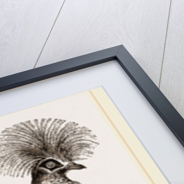 Crowned Pigeon by Anonymous