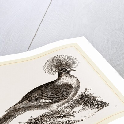 Crowned Pigeon by Anonymous