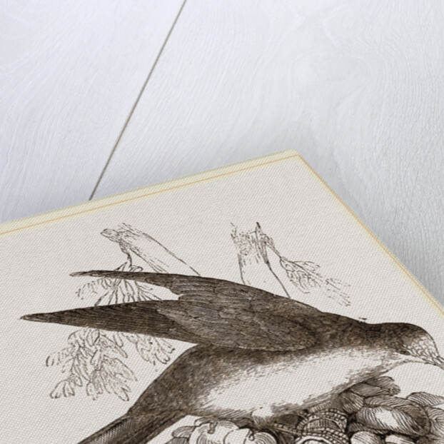 Brown-backed Peristera by Anonymous