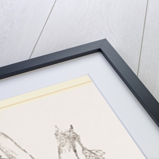 Brown-backed Peristera by Anonymous