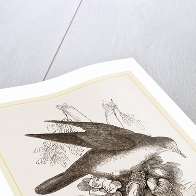 Brown-backed Peristera by Anonymous