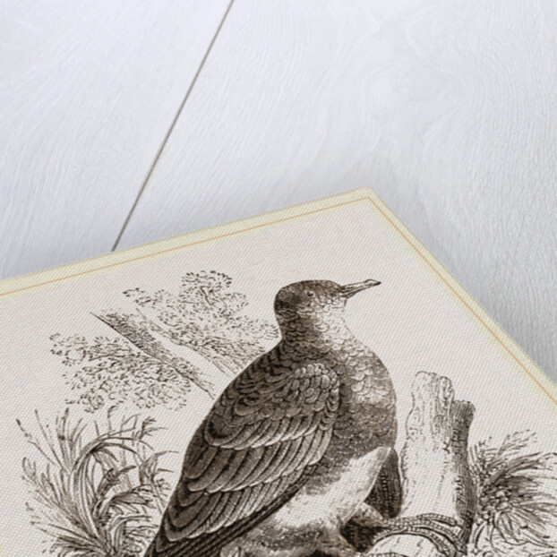 Manasope Pigeon by Anonymous