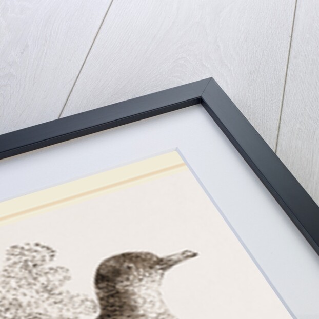 Manasope Pigeon by Anonymous