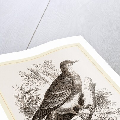 Manasope Pigeon by Anonymous