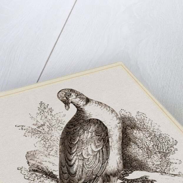 Collared Turtle by Anonymous