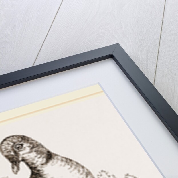 Collared Turtle by Anonymous