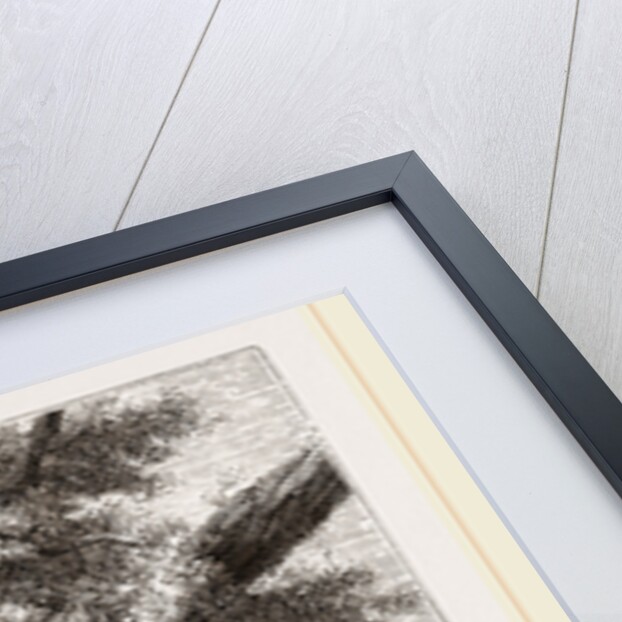 Passenger-Pigeon by Anonymous