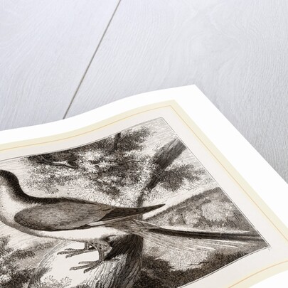 Passenger-Pigeon by Anonymous