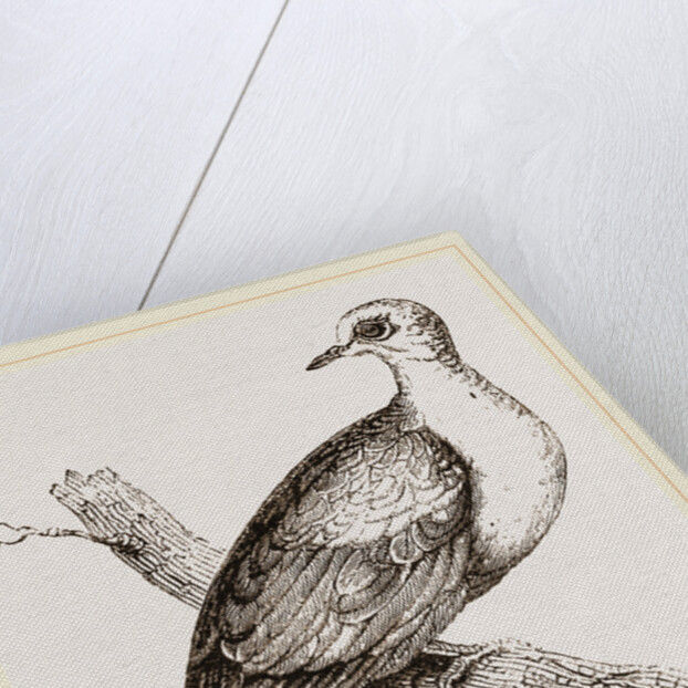 Collared Turtle by Anonymous