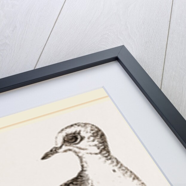 Collared Turtle by Anonymous