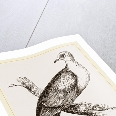 Collared Turtle by Anonymous