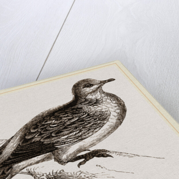 Turtle-Dove by Anonymous