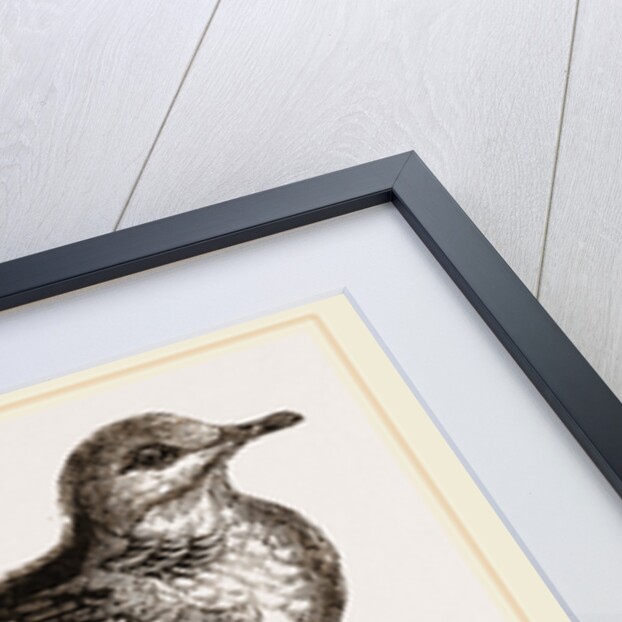 Turtle-Dove by Anonymous