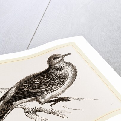 Turtle-Dove by Anonymous