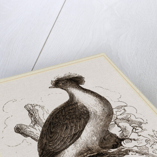 double-crested Pigeon by Anonymous