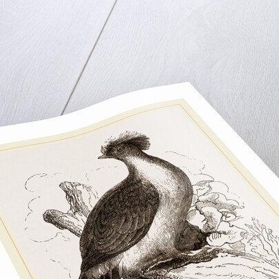 double-crested Pigeon by Anonymous