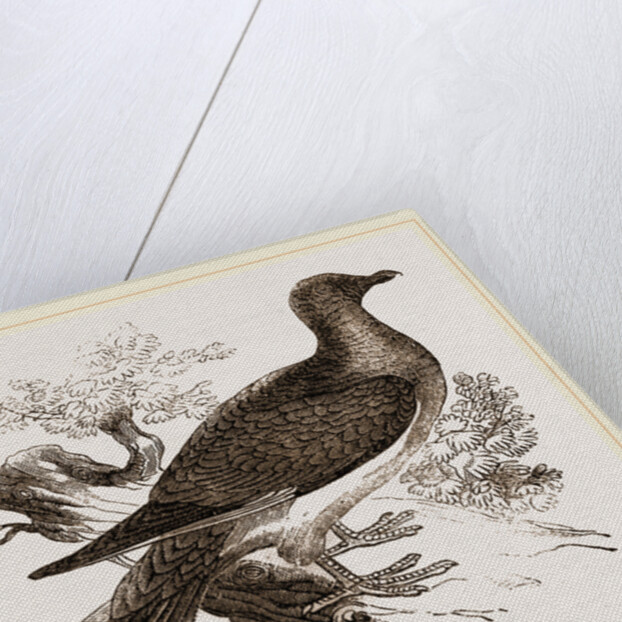 Passenger Pigeon by Anonymous