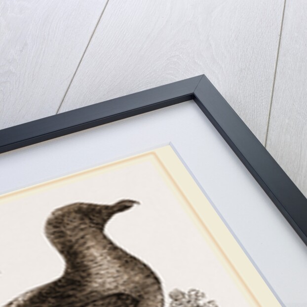 Passenger Pigeon by Anonymous