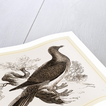 Passenger Pigeon by Anonymous