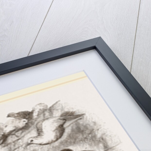 Group of Pigeons by Anonymous