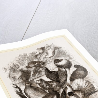 Group of Pigeons by Anonymous