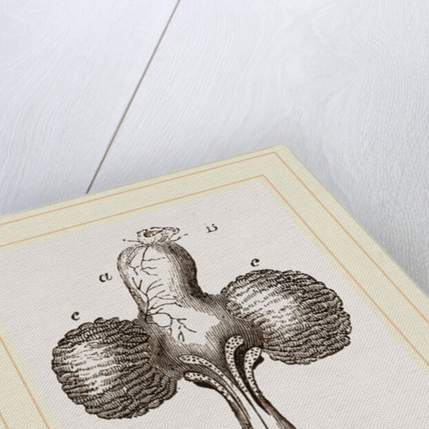 Crop of Pigeon by Anonymous