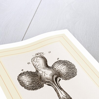 Crop of Pigeon by Anonymous