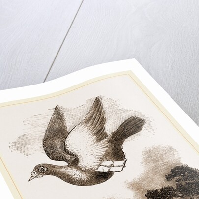 Carrier-Pigeon by Anonymous