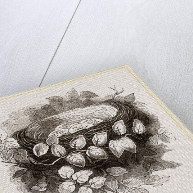 Nest of Wood-Swallow by Anonymous
