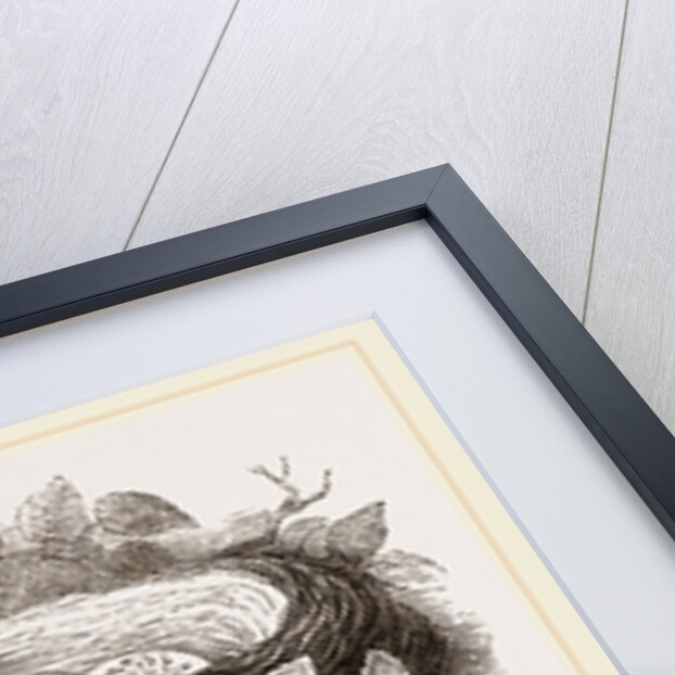 Nest of Wood-Swallow by Anonymous