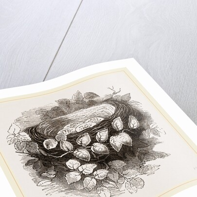 Nest of Wood-Swallow by Anonymous