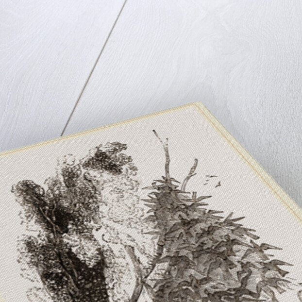 Swarm of Wood-Swallows by Anonymous