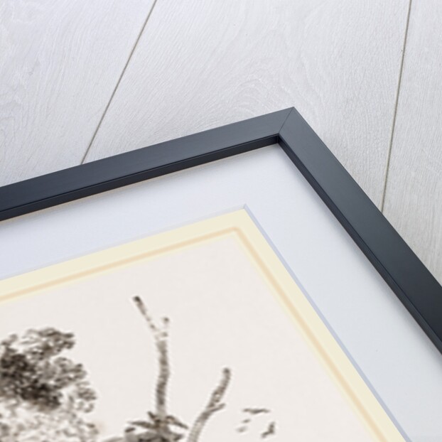 Swarm of Wood-Swallows by Anonymous