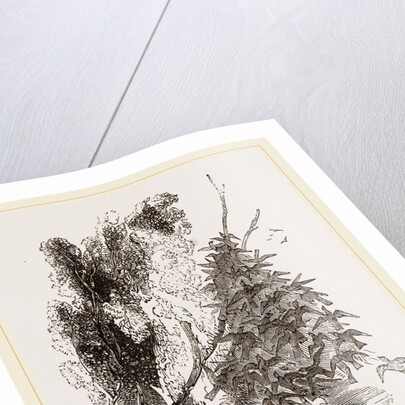 Swarm of Wood-Swallows by Anonymous